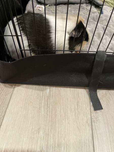 1 year old Female Guinea Pig for Sale