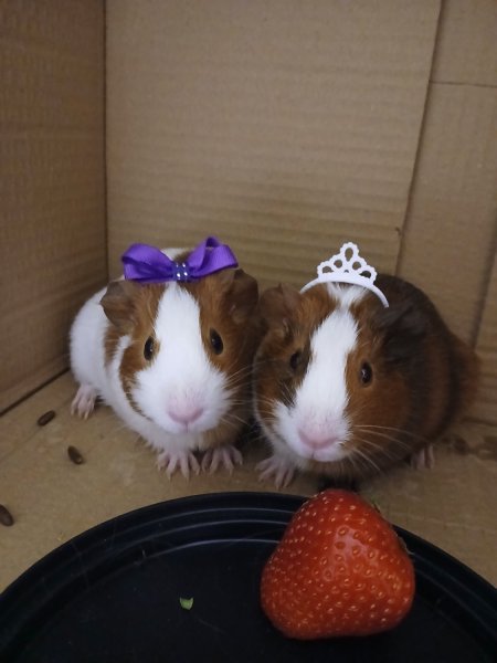 Gorda &amp;amp; Nova 2 Females