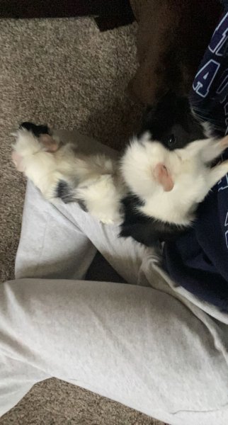 2 brothers looking for a new home ❤️