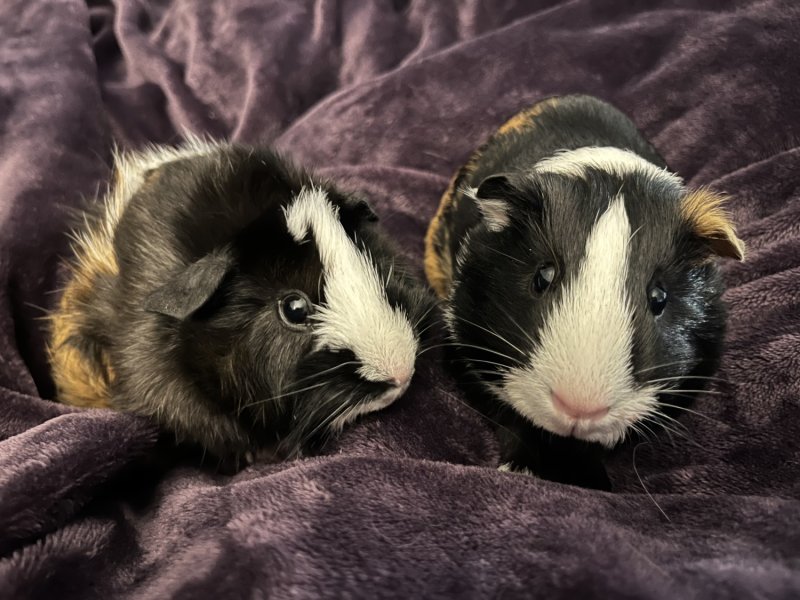 REHOMING TWO FEMALE BABY GUINEA PIGS.