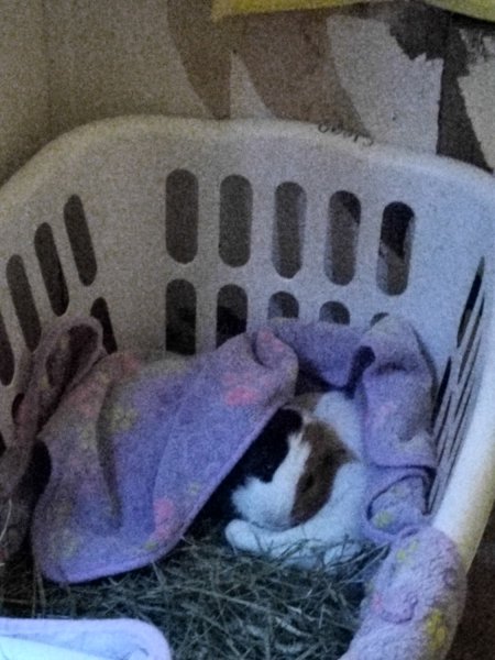 Sweet boi needing a responsible home!