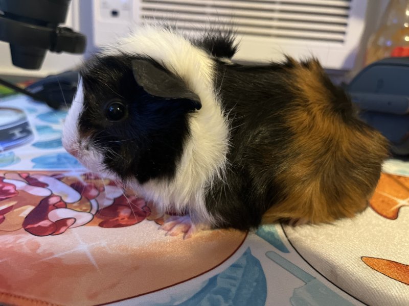 #1 guinea pig baby