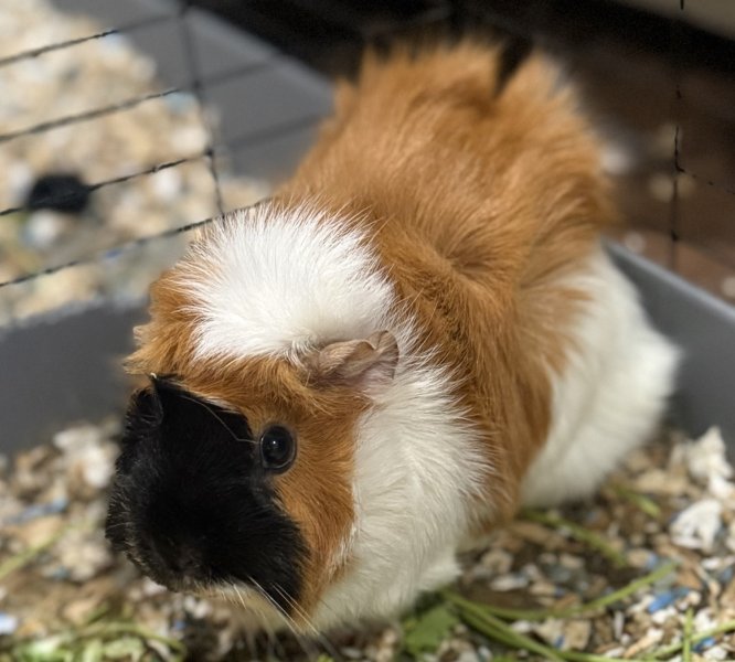 Rehoming 1 Female Guinea Pig