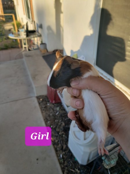 Girl baby guinea pig