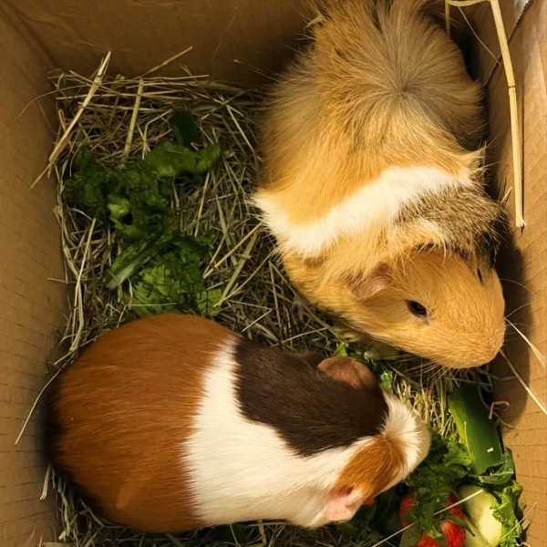 Cute social Bonded Male Guinea Pigs