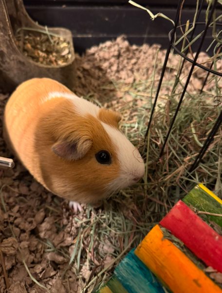 2 - 2 year old Guinea Pigs - Females - rehome