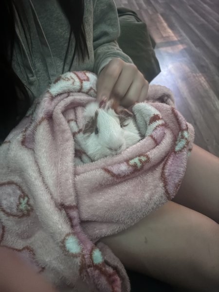 Rehoming up to 4 guineas