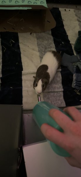 Male Guinea Pig about 2 years old.