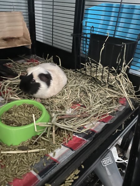 Male Guinea Pig in need of new home