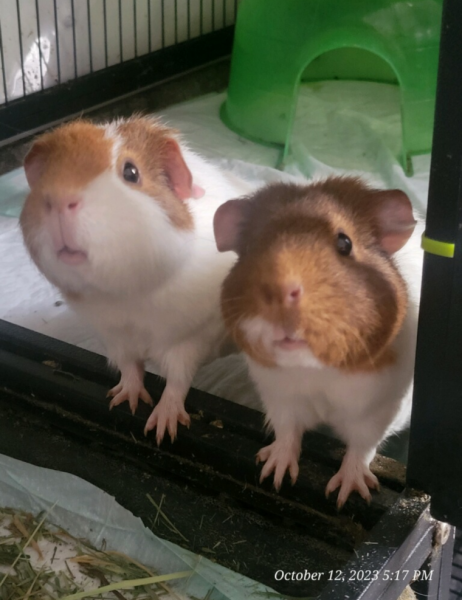 2 Female Guinea Pigs With Carrier