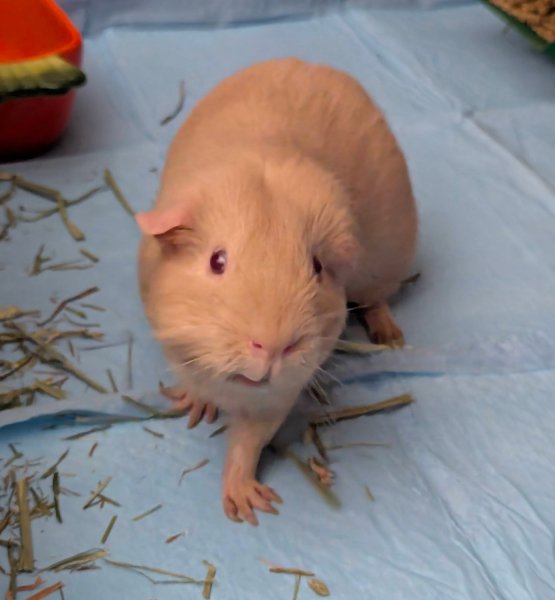 One female - 7 years old