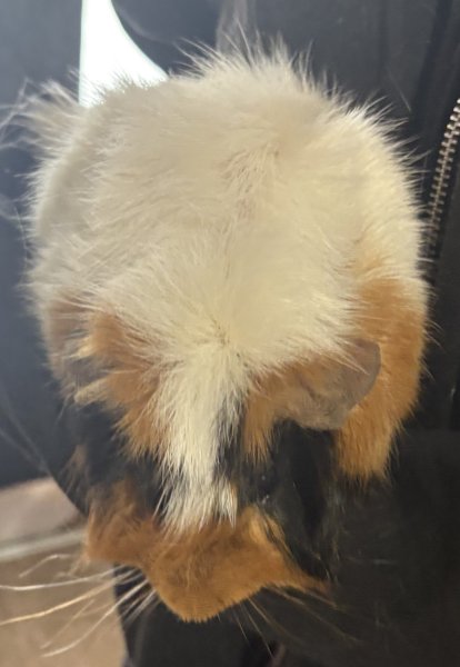 2 Male Guinea Pigs for sale