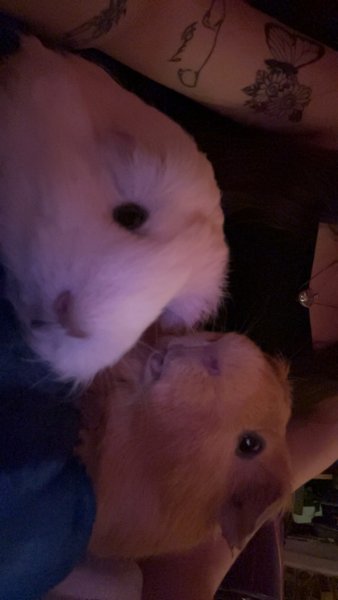 2 Female Guinea Pigs Needing Home