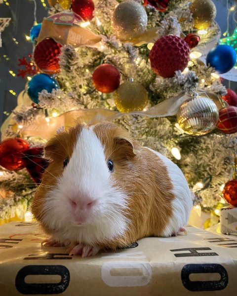 Two guinea pigs looking for forever home