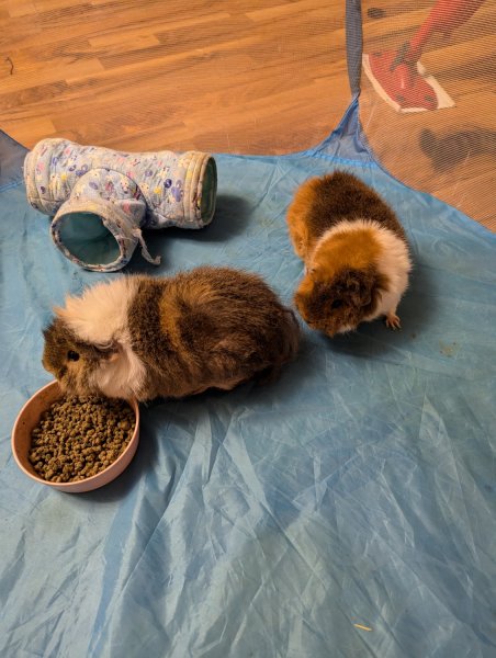 2 Females, Mother and Daughter w/cage