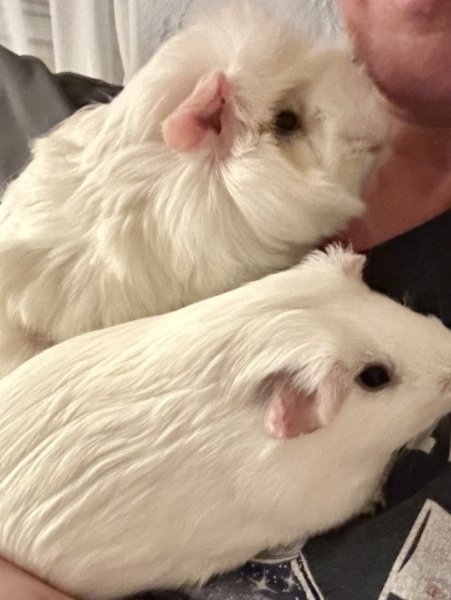 2 white 1 yo females