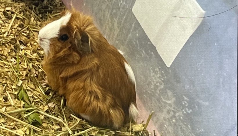 Sailor the solo Female piggie
