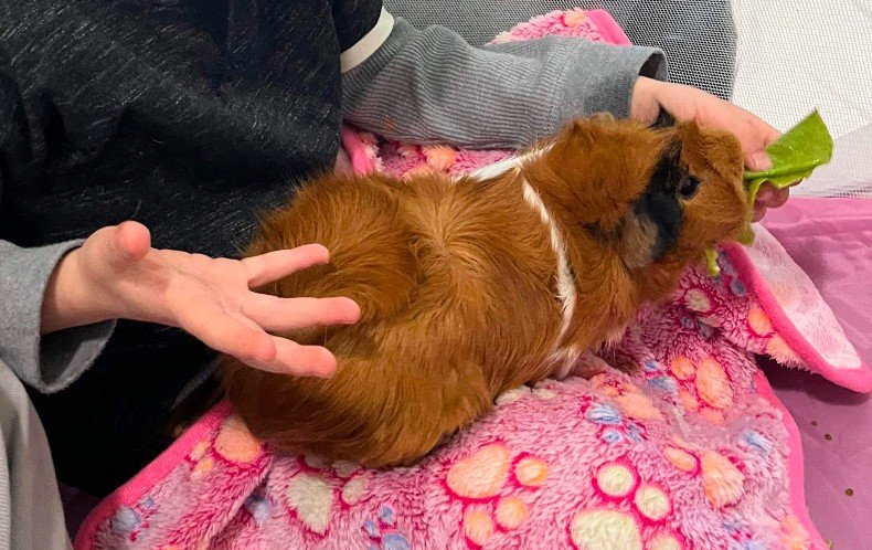 Two Female 2.5 year old guinea pigs