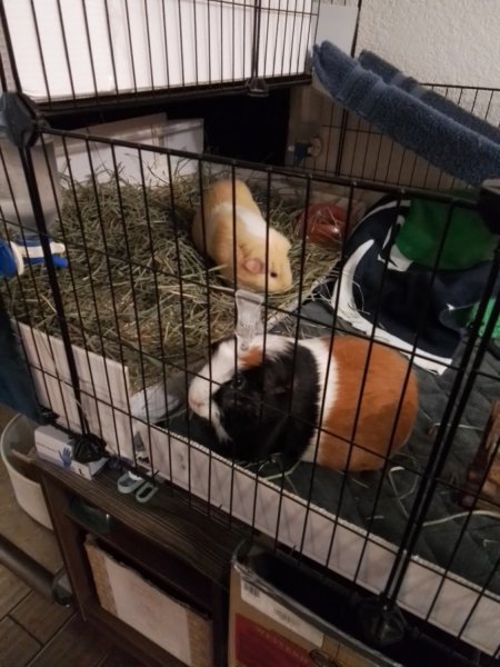 Buddy and Carmel 2 Males