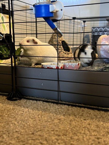 2 Bonded Female Guinea Pigs