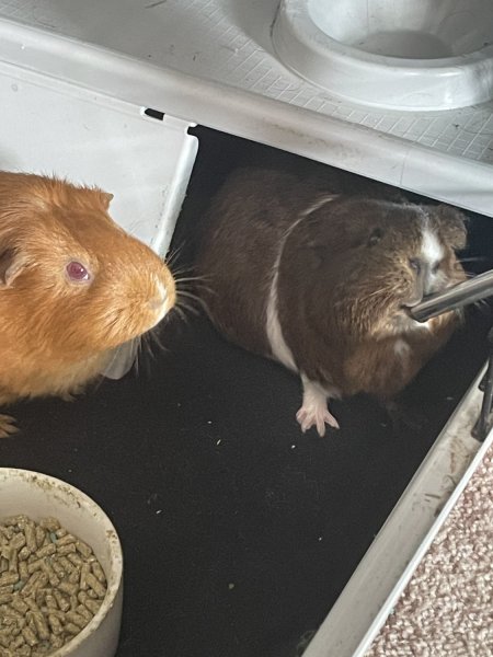 2 sweethearts guinea pig who need a home