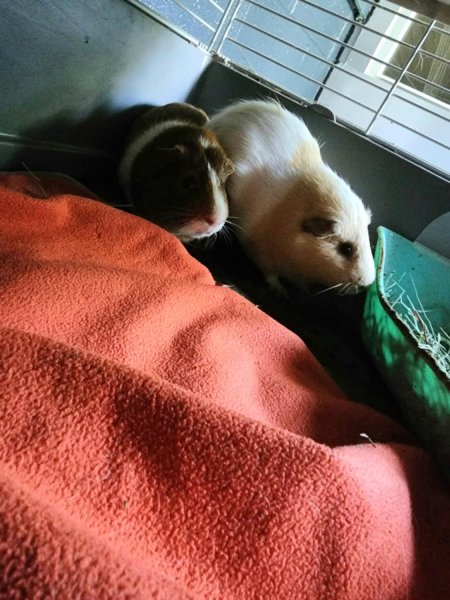 2 male guinea pigs
