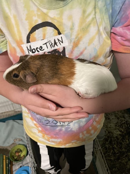 Male Guinea pig with cage and accessories