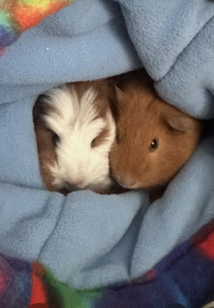 2 Female Guineas w/  Cage &amp;amp; All Accessories