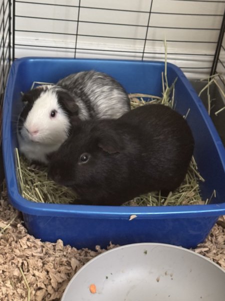 2 Bonded Male Guinea Pigs
