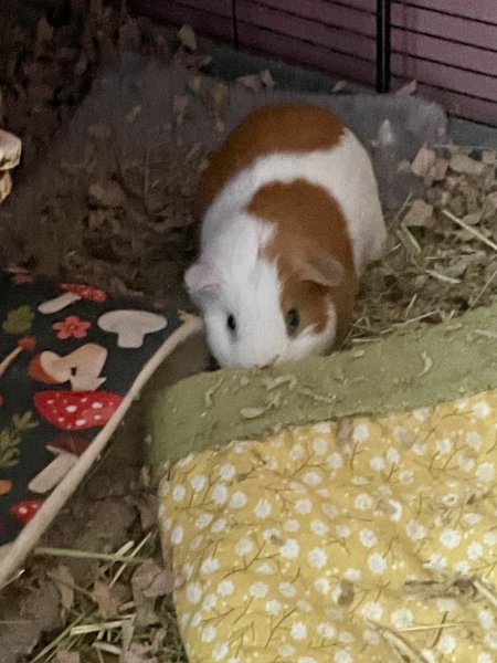 Young Male Guinea Pig