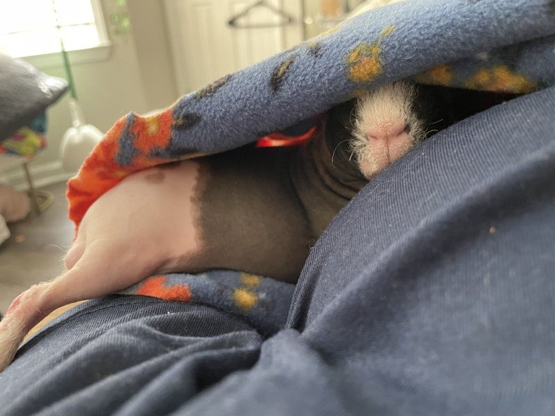 BIRMINGHAM AL 2 SKINNY PIGS, BOTH MALE.