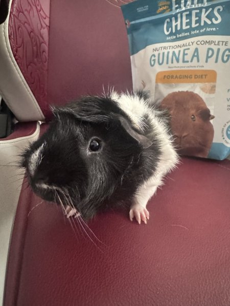 Male Abyssinian Guinea pig