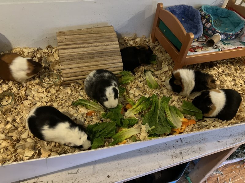 6 Female Guinea Pigs searching for a new home