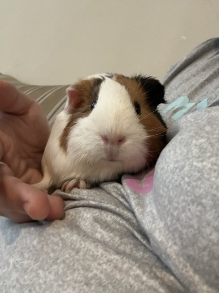 Female Guinea Pig (Penelope)