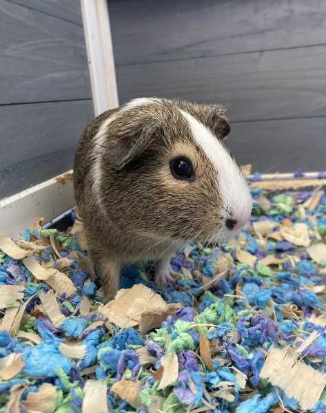 Guinea Pig in Need of Home