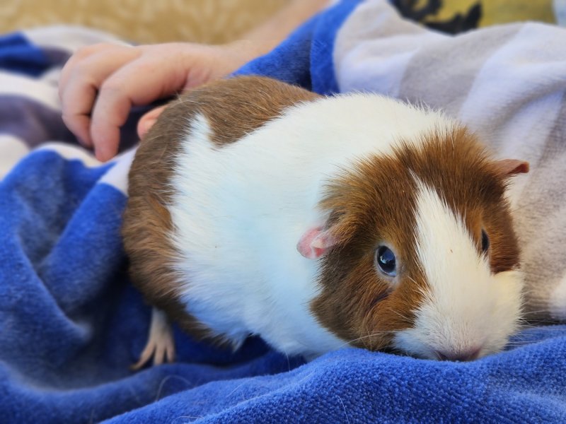 Rehoming Senior Female Guinea Pig