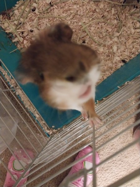 Rehoming guinea pig