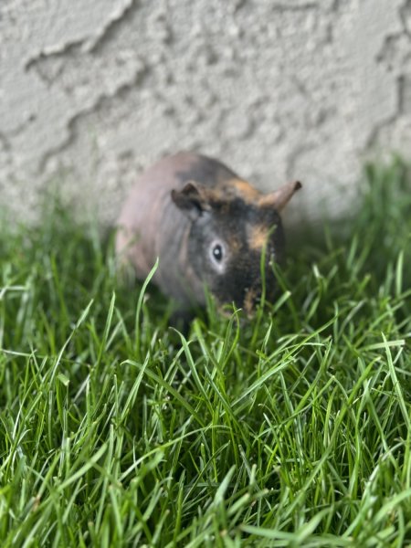 Rehoming my female skinny pig