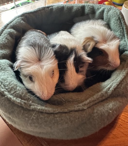 3 baby male piggies need new home