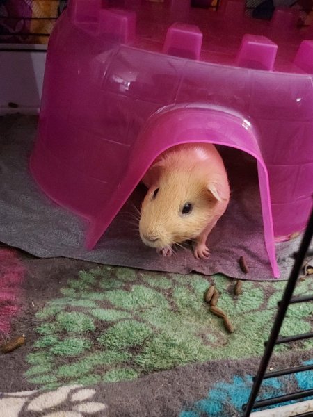 2 male guinea pigs in need of a new home