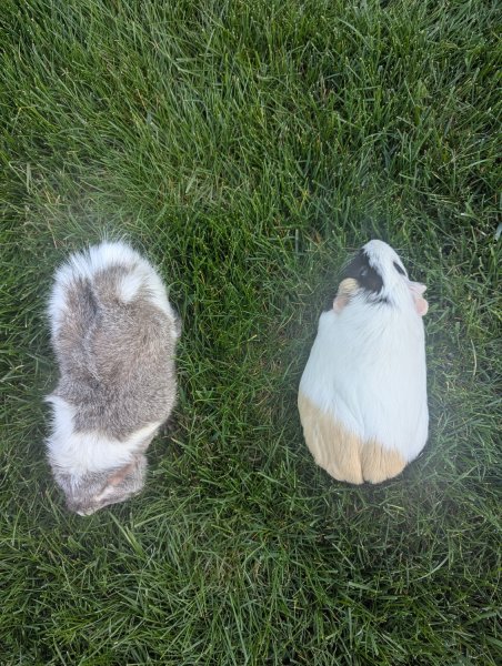 Mother/Daughter Guinea Pair!