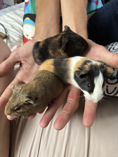 Guinea Pigs!