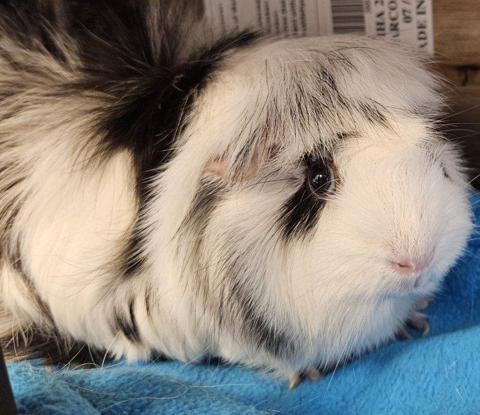 Two bonded female Guinea pigs, 1.5 yrs old