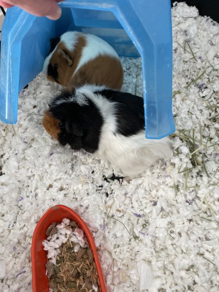 2 female Guinea pigs with cage and accessorie