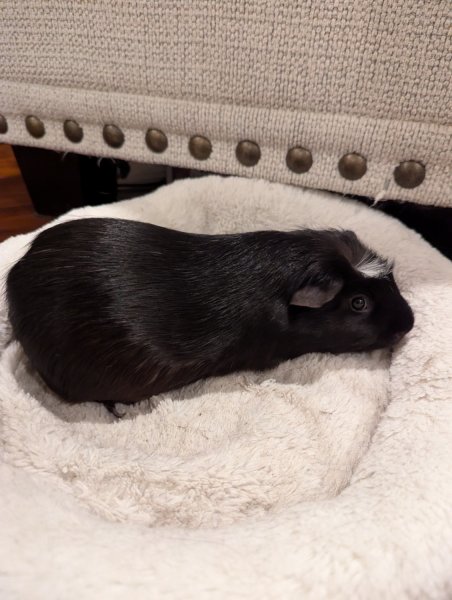 Rehoming Two Sweet Boys