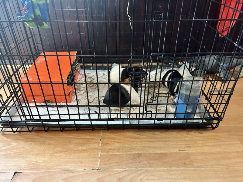 3 Male guinea pigs