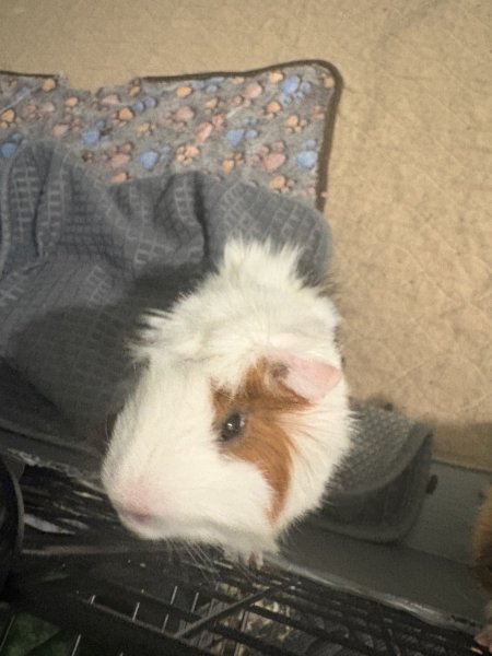 3 male guinea pigs looking for new home