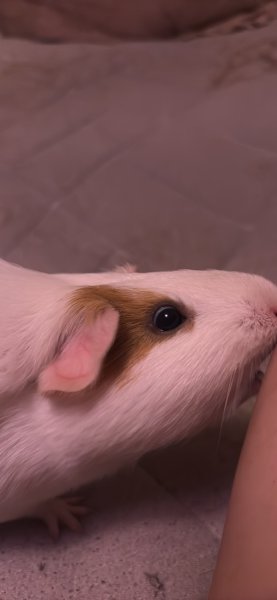 lily, looking to trade