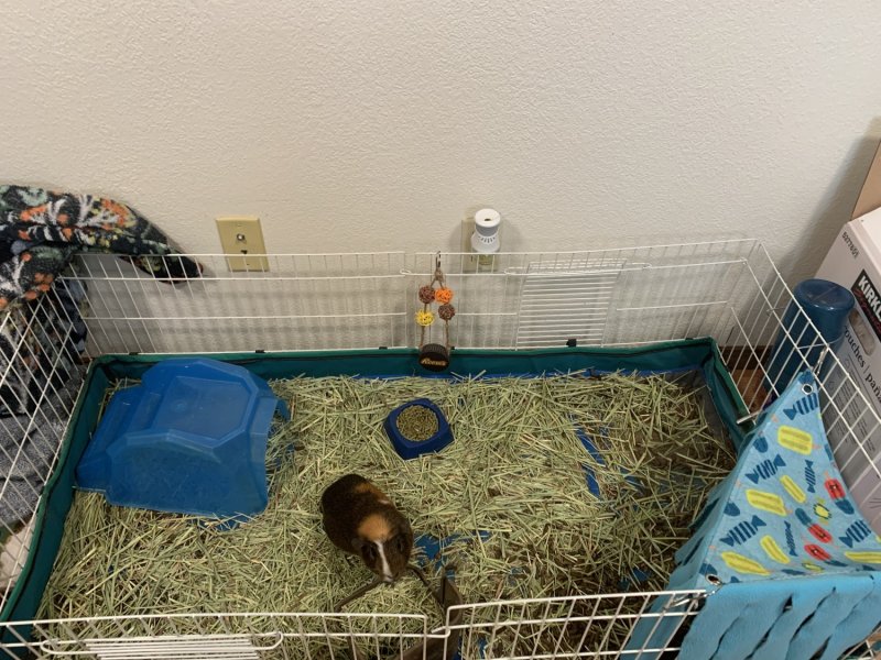 Four year old male looking for his furever ho