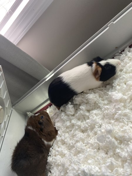 Two male Guinea pigs looking for a new home